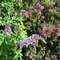 Lupines and Heather Blooming in August on the Olympic Peninsula | Soundview Cottage