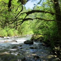 A gushing stream in the Cascade Mountains