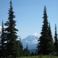 trees framing mountain