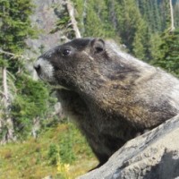 my photogenic marmot friend-1