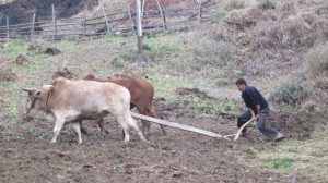 Ancient farming methods are still used in the mountains. Only 3% of the land of Bhutan is arable.  Most of the farms are in the southern, less precipitous parts of the country, where there's a longer growing season..