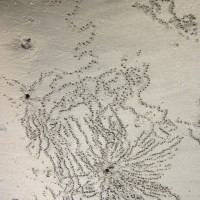 A little hermit crab made these tracks.